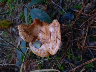 Paxillus involutus