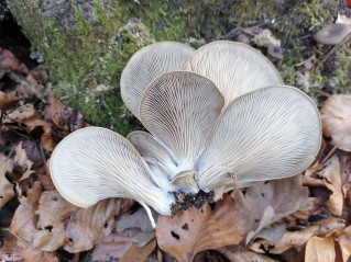 Pleurotus ostreatus