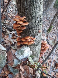 Flammulina velutipes