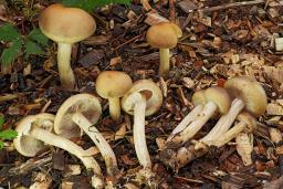Agrocybe praecox