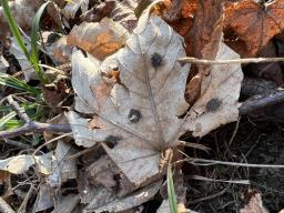 Rhytisma acerinum