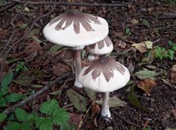 Macrolepiota mastoidea