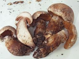 Cortinarius subferrugineus