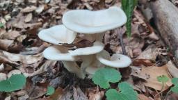 Pleurotus cornucopiae