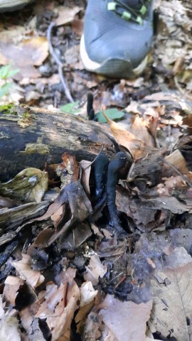 Xylaria longipes