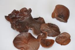 Auricularia auricula-judae