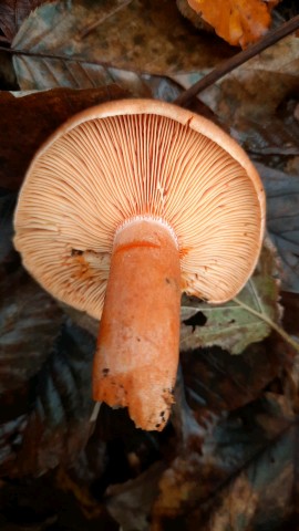 Lactarius deterrimus