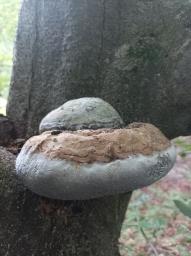 Fomes fomentarius