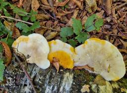 Hypomyces aurantius