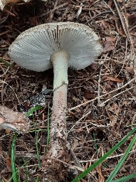 Amanita rubescens