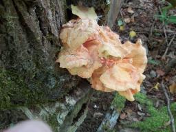 Laetiporus sulphureus