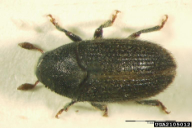 Hylesinus oleiperda