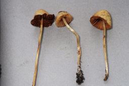 Conocybe rickenii