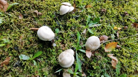 Entoloma rhodopolium