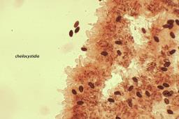 Psathyrella corrugis