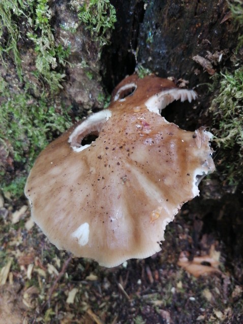 Pluteus cervinus