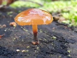 Flammulina velutipes