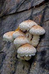 Pholiota populnea