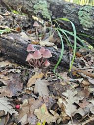 Mycena haematopus