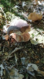 Boletus aereus