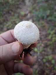 Lycoperdon perlatum