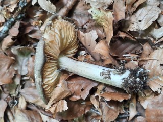 Megacollybia platyphylla