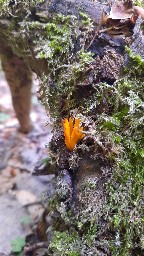 Calocera cornea