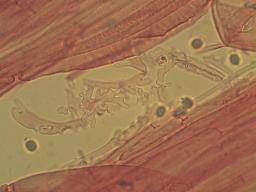 Mycena leptocephala