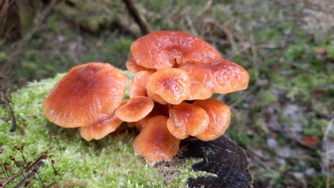 Flammulina velutipes