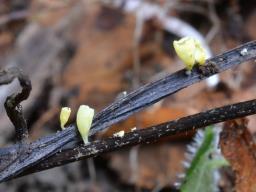 Calyptella campanula