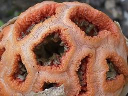Clathrus ruber