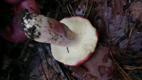 Russula