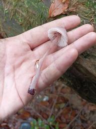 Mycena haematopus