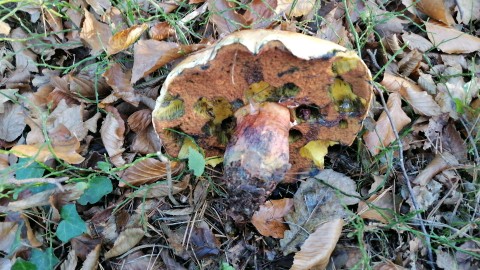 Neoboletus erythropus