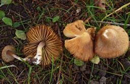 Inocybe nitidiuscula
