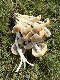Psathyrella leucotephra