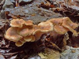 Clitocybe bresadolana