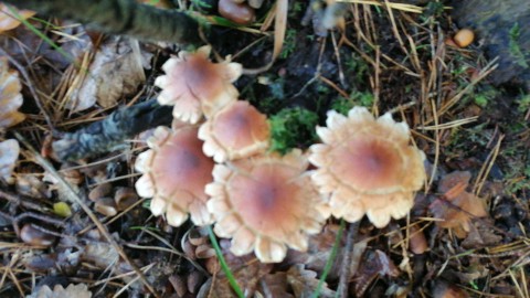 Hypholoma fasciculare
