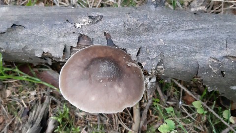 Pluteus cervinus