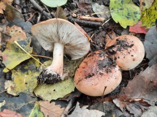 Tricholoma populinum