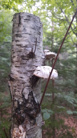 Fomitopsis betulina