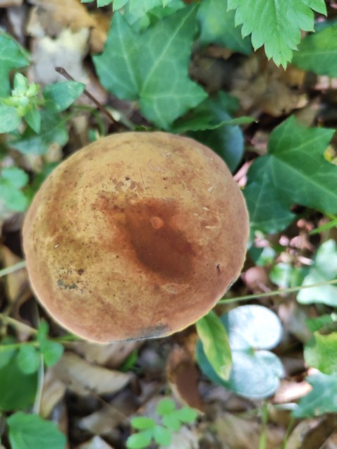 Suillellus luridus