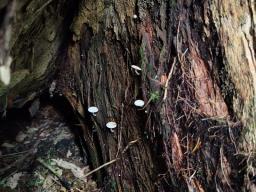 Pholiota scamba