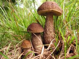 Leccinellum pseudoscabrum
