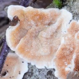 Steccherinum ochraceum