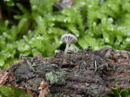 Entoloma rhodocylix