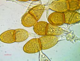 Puccinia phyllostachydis