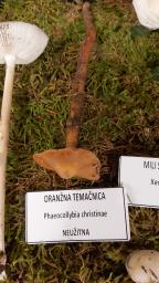 Phaeocollybia christinae