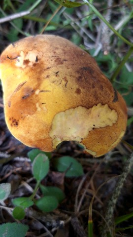 Neoboletus luridiformis