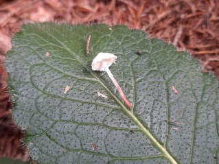 Cystolepiota seminuda